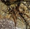 Alopecosa barbipes